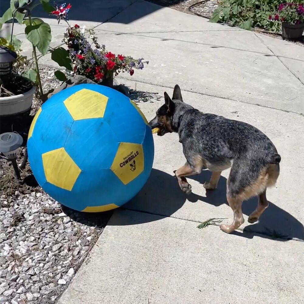 Jolly fashion ball for goats